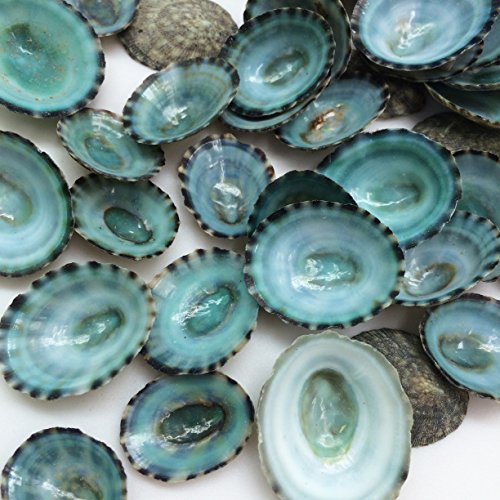 PEPPERLONELY 50PC Green Limpet Shells Craft Sea Shells, 1/2 Inch ~ 1 Inch - //medicalbooks.filipinodoctors.org