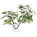 Zoo Med Laboratories AZMBP25 Betta Plant Window Leaf