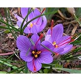 Rare Saffron Spice Crocus Bulbs - 10 Healthy Bulbs to Grow - Grow Saffron Spice - Very Rare