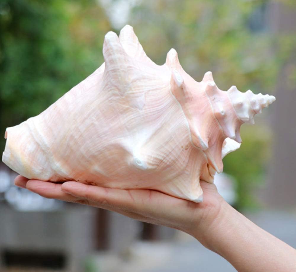 Amazon Somnus258 超大 胭脂螺 天然 大きい サザエ 貝殻 開運 風水 グッズ インテリア 雑貨 海 模型 展示 サザエ 特大 写真 小道具 撮影 小道具 鑑賞用 水槽 装飾 店 飾り 24cm Somnus258 水槽 アクアリウム 通販