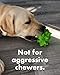 XL Squeaky Dog Toy - Large and Medium Dogs - Sensory Nubby Dog Toy Broccoli - Natural Rubber (Latex) - Free from Harmful Chemicals (Green)