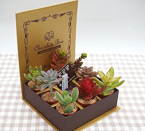 Amazon Co Jp 花想久里 はなおくり 多肉植物 お菓子 Box 金 生 誕生日 送別 卒業 フラワーギフト チョコレート の 香り がする キャンドル 入り 可愛い 色々 な姿が 魅力 丈夫 若い方 植物 初心者 に 人気 ホーム キッチン