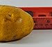 6pc Artificial Potato Yellow Large 4-Inch - Plastic Decorative Potatos Vegetable Fruit - Six Pieces