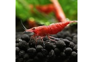 SHRIMPRACK 10 Red Cherry Shrimp HIGH GRADE Neocaridina Freshwater Aquarium Shrimps 1/4 to 1/2 inch Long LIVE ARRIVAL GUARANTEE!