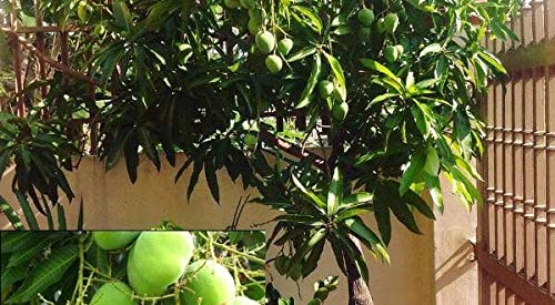 Creative Farmer Live Plant Mango Priyur King Of Summer Fruits Kerala Variety Home Garden Plant 1 Healthy Live Plant Amazon In Garden Outdoors