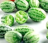 Mexican Sour Gherkin Cucumber Cucamelon Mouse Melon