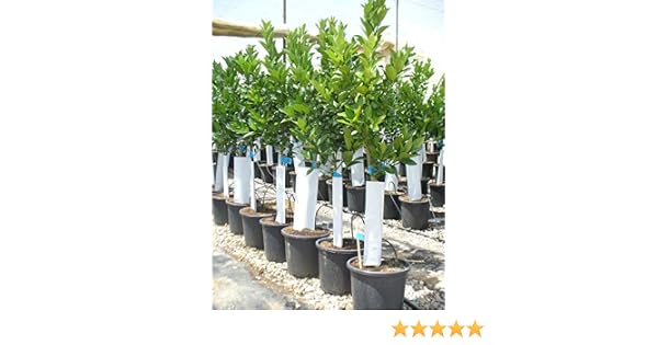 Naranjo, árbol de varios años, aprox. 150-160 cm: Amazon.es: Jardín