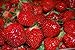 *75+ Seascape Everbearing Strawberry Seeds by Seeds and Things