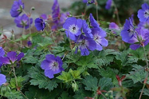 Hardy Geranium Rozanne Plant In A 17cm Pot Rhs Agm Cranesbill Amazon Co Uk Garden Outdoors