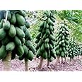 Maradol Papaya Tree Seeds! Grows fruit in only 9 MONTHS from seed! 10 Seeds