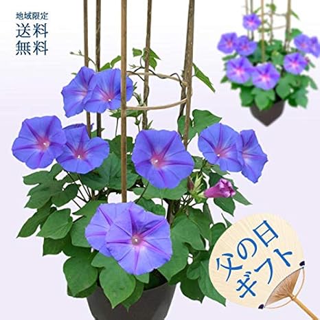 Amazon ハッピーガーデン 宿根朝顔 琉球 あさがお 6号 鉢植え 花 ギフト 観葉植物 オンライン通販