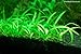 AquariumPlantsFactory 10+ Dwarf Sagittaria Subulata Carpet Foreground Freshwater Live Aquarium Plants BUY2GET1FREE
