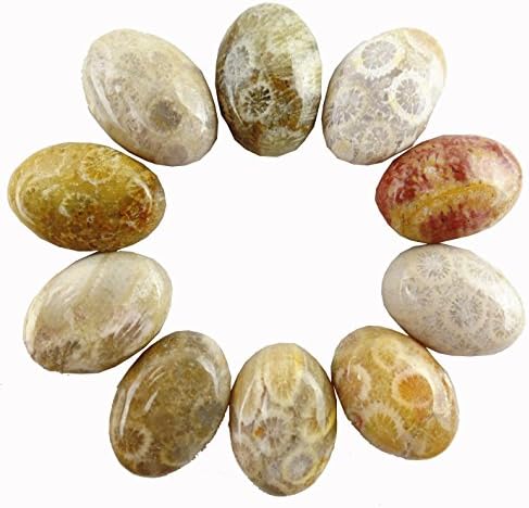 JCGJ Healing Natural Coral Fossil Oval Cab Cabochon for Jewelry Making(18x13x6mm,10pcs)