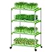 Seed Sprouter Tray, Yamix 6 Set Two-Tiered Seed Sprouter Tray Sprouter Plant Germination Tray Hydroponics Basket (Green + White)