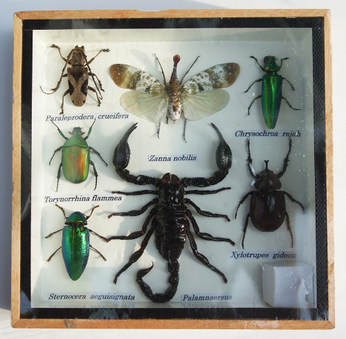 REAL MIXS VERY INSECT TAXIDERMY SET IN BOXES DISPLAY FOR COLLECTIBLES