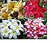 SPRING SPECIAL - Set of 4 100% Hawaiian Plumeria (Frangipani) Plant Cuttings....From a PEST-FREE certified Hawaiian nursery with the proper U.S. Department of Agriculture stamp. primary