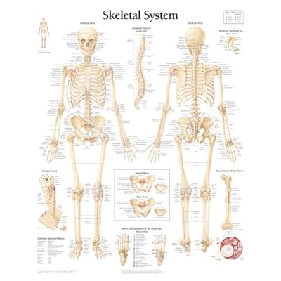 The Skeletal System chart: Wall Chart Chrt Edition