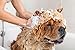Oster Flea & Tick Shampoo with Oatmeal, Mandarin Violet, 18 Fluid Ounces (078590-935-001)