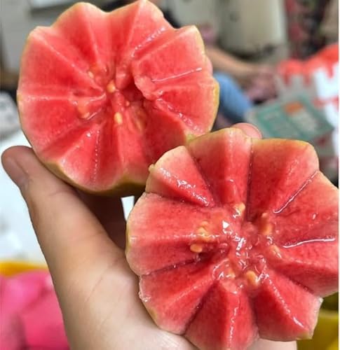NiRwa 50pcs Tropical Strawberry Guava Organic Pink Guava Seeds - Exotic  Flavor Medley and Privacy in Your Garden in Saudi Arabia | Whizz Fruits