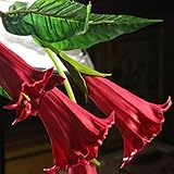 Mix color Datura flower seeds DWARF Brugmansia suaveolens Flamenco angel's Trumpets bonsai seed for home garden - 100 pcs / lot