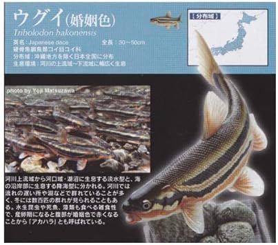 Amazon 奇譚クラブ Kitan Club ネイチャーテクニカラー 日本の清流 ウグイ 婚姻色 ガチャポン フィギュア カプセル玩具 おもちゃ