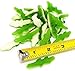 SweetGourmet Gummy Crocodile | 1.5 Pounds