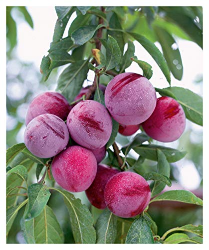 Santa Rosa Plum (Prunus Salicina)-1 1/2 Yr Old Healthy Bare Root Fruit Tree-1 Each