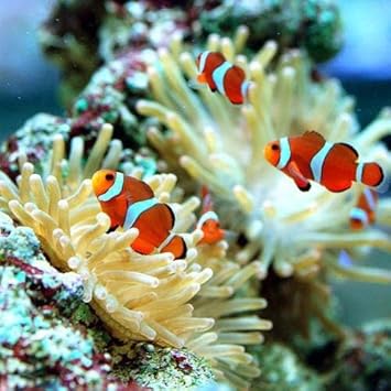 Amazon 海水魚 カクレクマノミ 国産ブリード １匹 熱帯魚 北海道 九州 沖縄航空便要保温 Charm チャーム 観賞魚 水中生物 通販