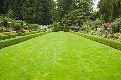 Creative Farmer Lawn Grass Seeds (Pack of 3000 Seeds)