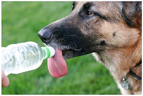 DogSport Two-Pack Water Bottle Cap for Dogs (Dog Sport)