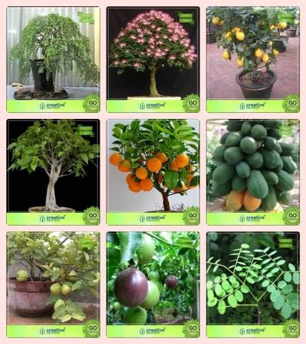 Amazon Co Jp Seed盆栽種子 Terracseedingコンボpeltophorum モンキーポッド レモン イチジクreligiosaorange パパイヤ タイグアバ パッションフルーツの種 バイオレット Adenantheraピナ庭種子 ホーム キッチン