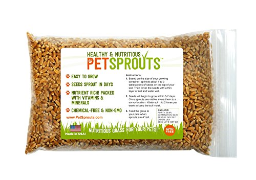 UPC 739615819980, Wheatgrass Seeds - Cat Grass Bulk Seeds, Hard Red Wheat, Non-GMO &amp; Chemical Free, Wheatgrass for Pets - 1/2 Pound (8 Ounces)