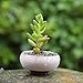 8 PCS 2.25 Inch Mini Ceramic Small Succulent Planter Pot Serial Cactus Planter Pot Flower Pot Container Planter