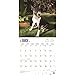 Bull Terriers 2018 Wall Calendar