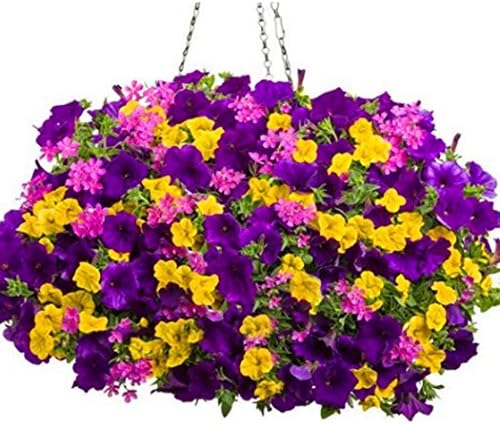 Fanala New Nice Adorable Flower Fragrant Seeds Fragrant Blooms Hanging Morning Glory Seed Flowers