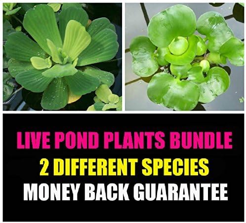Water Lettuce and Water Hyancinth Bundle - 6 Floating Live Pond Plants by Aquarium Plants Inc