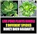 Water Lettuce (Pistia stratiotes) + Common Water Hyancinth (Eichhornia crassipes) Bundle - Floating Live Pond Plants