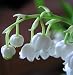 Giant Bordeaux Lily of the Valley 3 Pips (Roots) - Convallaria