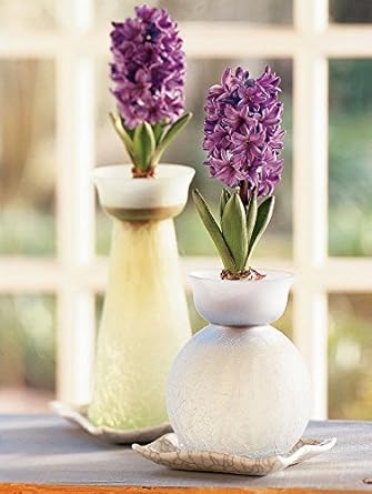 Amazon Com Woodstock Hyacinth Bulb Forcing Kit Clear Glass