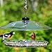 Droll Yankees CPF-M Covered Platform Feeder with Cover for Song Birds and Cardinals