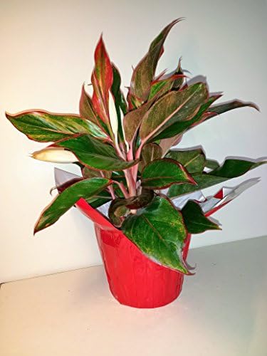 Siam Aurora Plant in a Six inch pot with Decorative Pot Cover and free Plant food.
