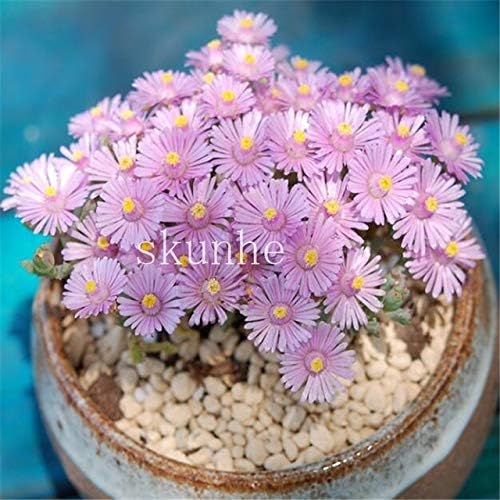 Pinkdose 100 Piezas Mezcla Lithops Bonsai Living Stones Flower ...