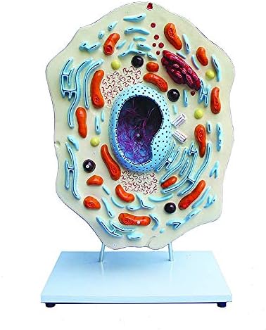 GHTTHJ Animal Cell Micro Structural Model Biology Teaching Display Science Toy,30 * 19 * 43CM