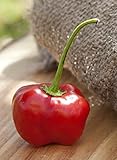 Pepperdew Malawi Piquante Heirloom Pepper Premium 50+ Seed Packet
