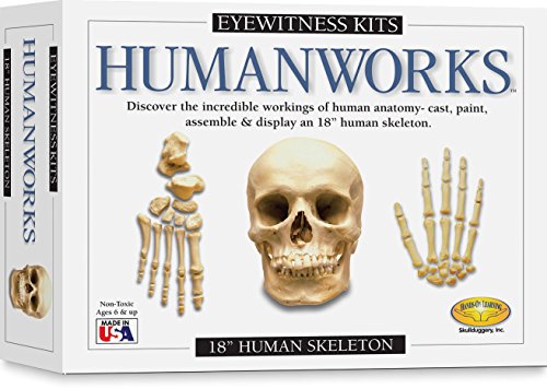 Eyewitness Kits PerfectCast Humanworks 18" Human Skeleton Replica