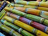 MITRAEE 100 Sugar Cane Plant Seeds