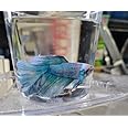Male Betta Live Fish Koi Candy Galaxy Blue Halfmoon Peliador