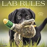Lab Rules 2020 Wall Calendar (Dog Breed Calendar) by