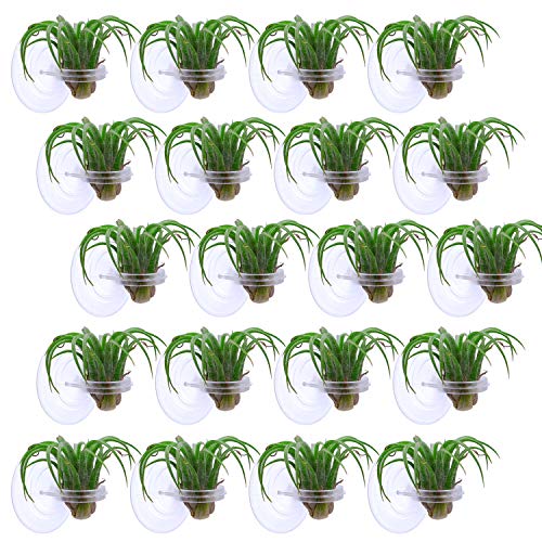Resinta 24 Pieces Air Plant Holder Suction Cup Air Plant Wall Holder Hanging on Glass and Refrigerator (Plants Not Included) (24)