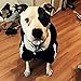 LESYPET Dog Sweater Hoodie for Large Dog, Dog Hoodie Sport Coat, 4XL, Black